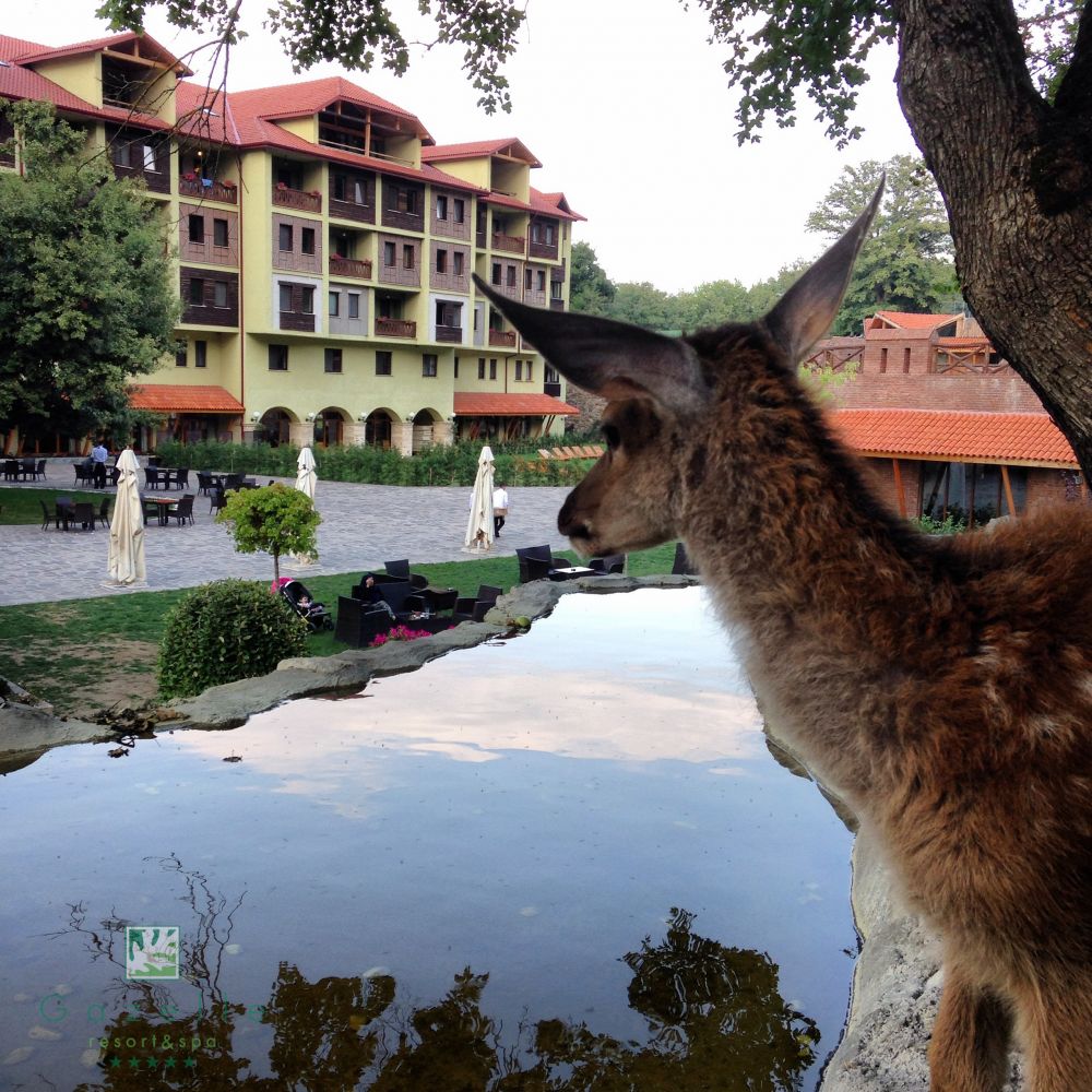Gazelle Resort SPA