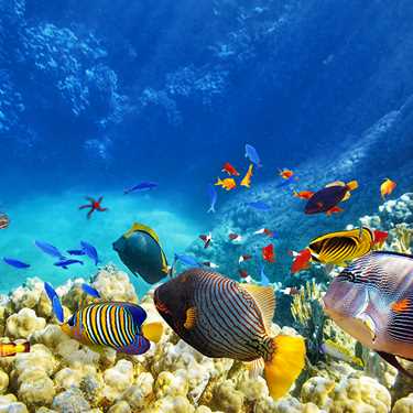 Piramitlerden Kızıl Denize Kahire-Sharm El Sheikh 6Gece 8Gün Ankara Aır Caıro Özel